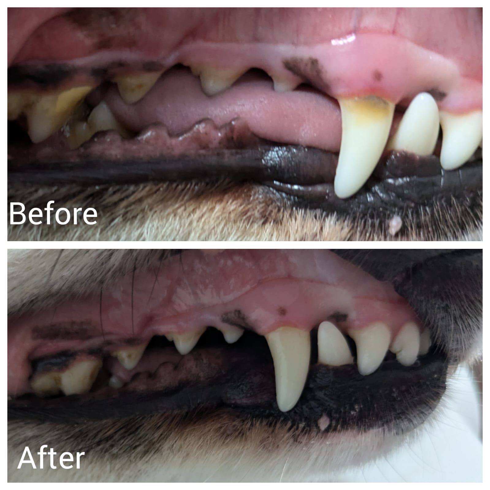 Dog receiving teeth cleaning
